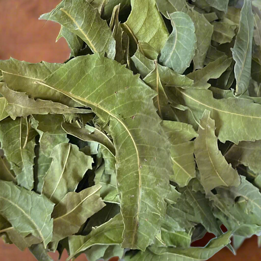 Neem Leaves - Nature's Purifier for Health and Wellness