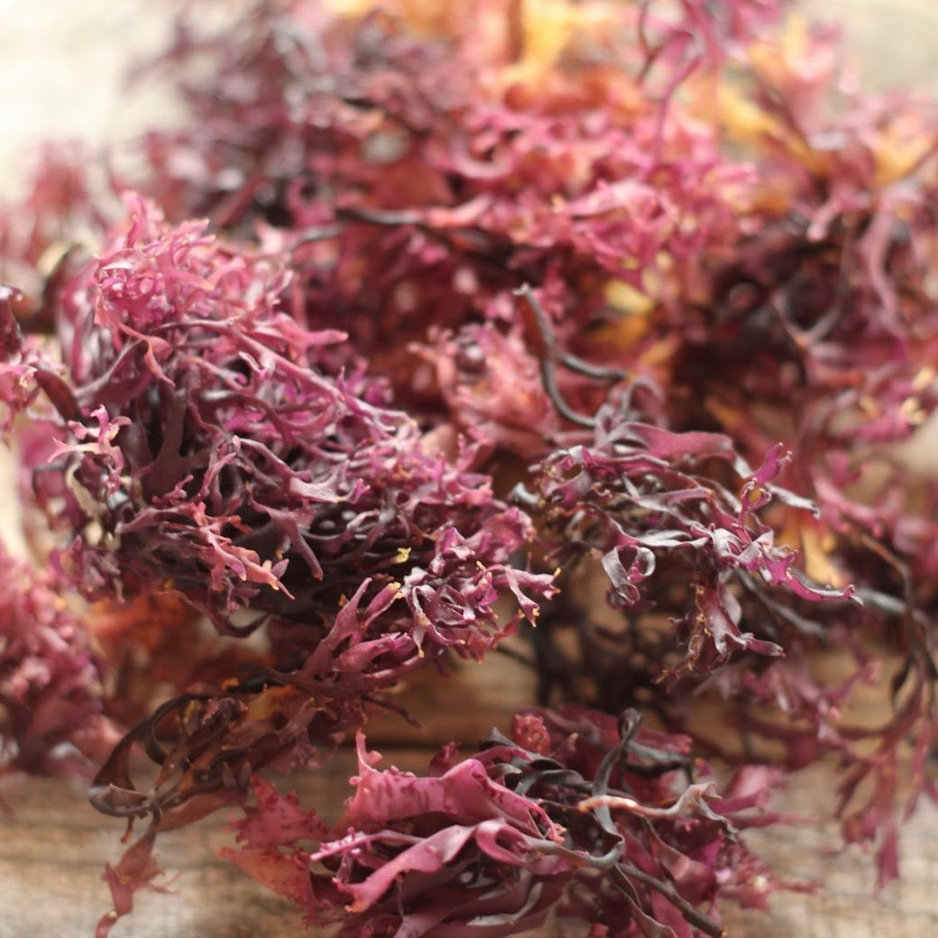 Sea Moss - The Ultimate Superfood for Health and Wellness
