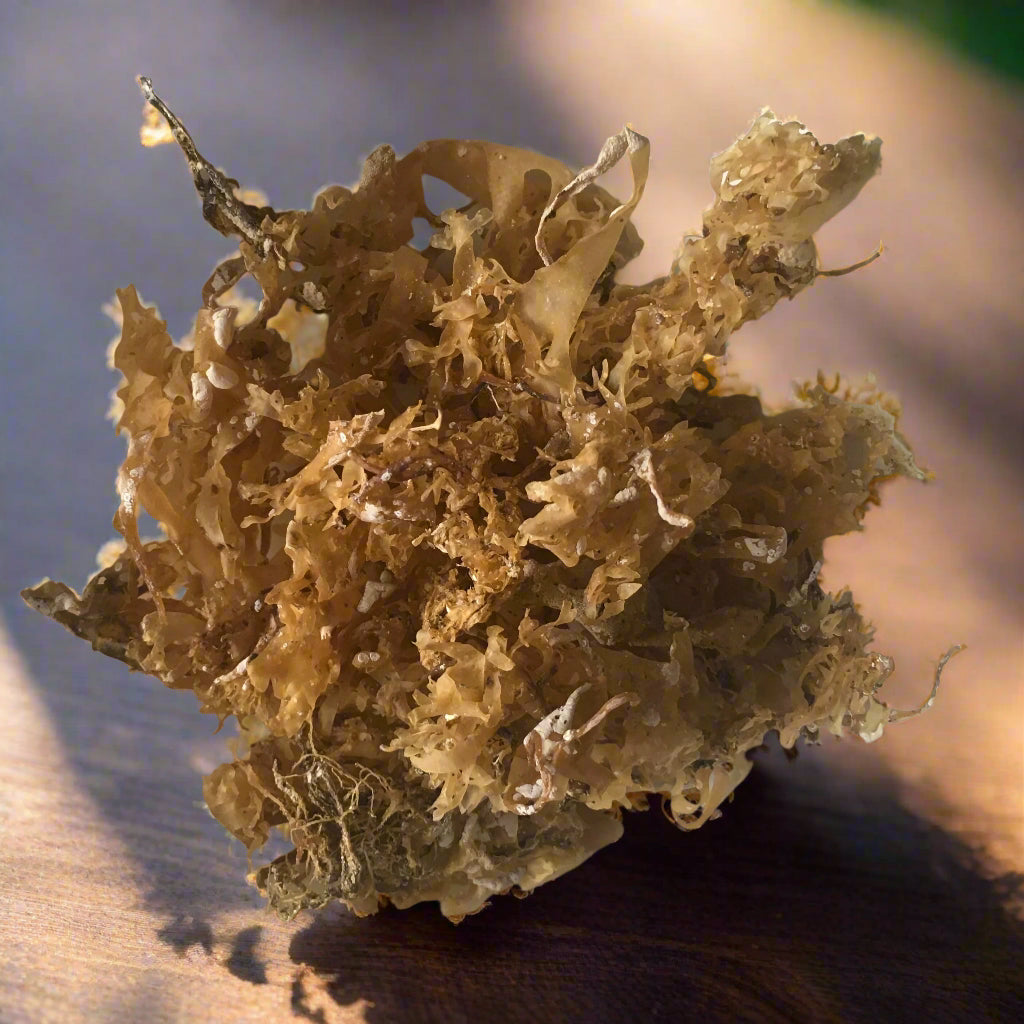 Sea Moss - The Ultimate Superfood for Health and Wellness
