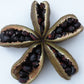 Black Seed Oil - Natures Powerful Remedy