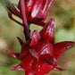 Dried Sorrel (Hibiscus Flower) - A Refreshing and Healthful Herbal Delight